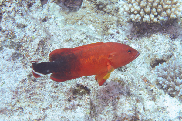 Darkfin grouper