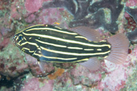 Sixline soapfish