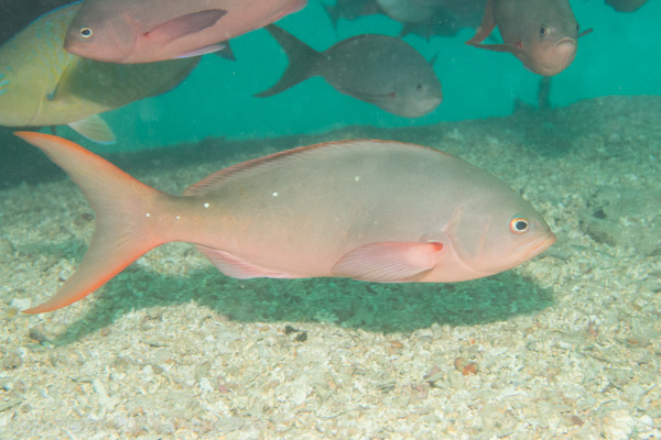 Pacific creolefish