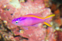 Purple anthias (Juvenile)