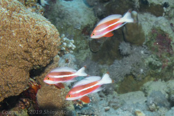Red sea anthias