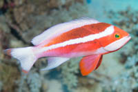 Red sea anthias (Male)