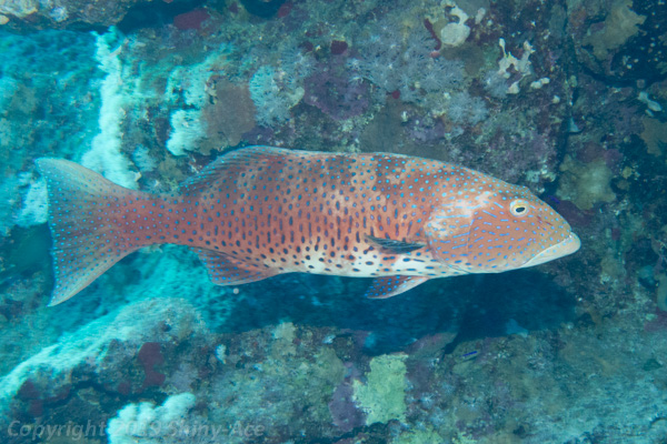 Red sea coralgrouper