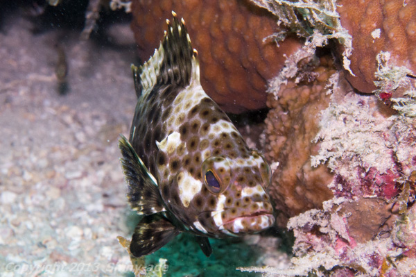 Highfin grouper