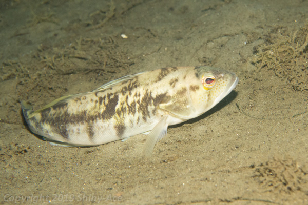 Spotted sand bass