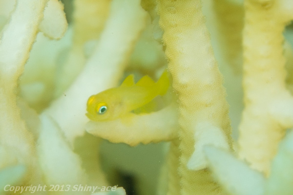 Emerald coral goby