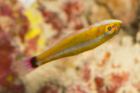 Blue-striped cave goby