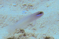 Greenband goby