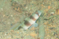 Arc-fin shrimpgoby