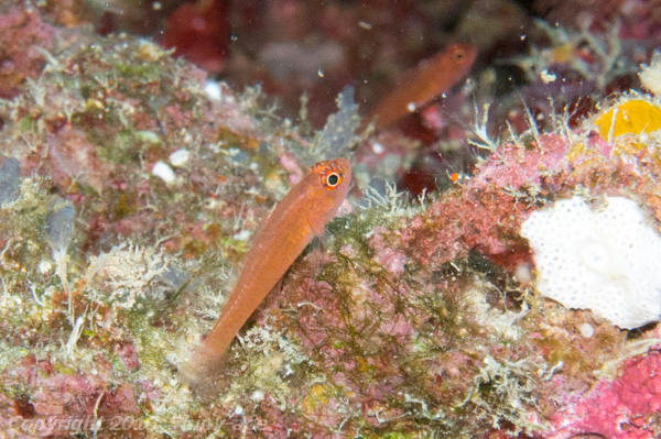 Trimma goby sp.1