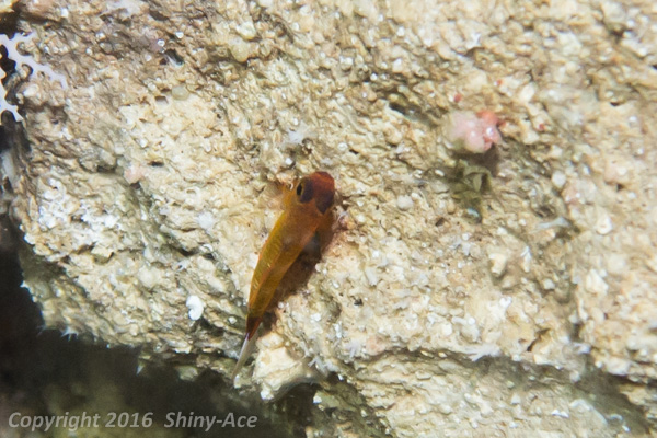 Trimma goby sp.10