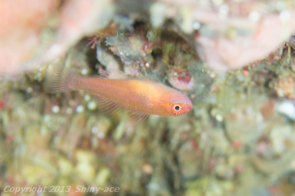 Trimma goby sp.2