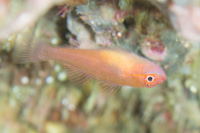 Trimma goby sp.2