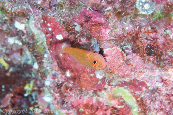 Trimma goby sp.3