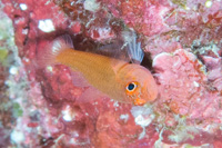 Trimma goby sp.3