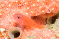 Trimma goby sp.4
