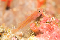 Trimma goby sp.5