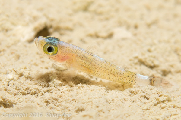 Trimma goby sp.6