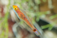 Trimma goby sp.7