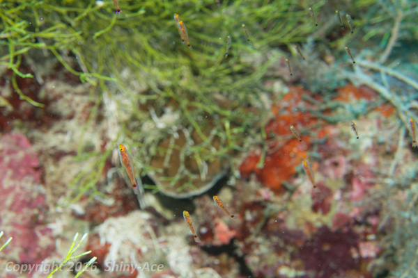Trimma goby sp.7