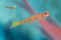 Trimma goby sp.8