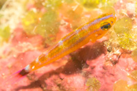 Trimma goby sp.9