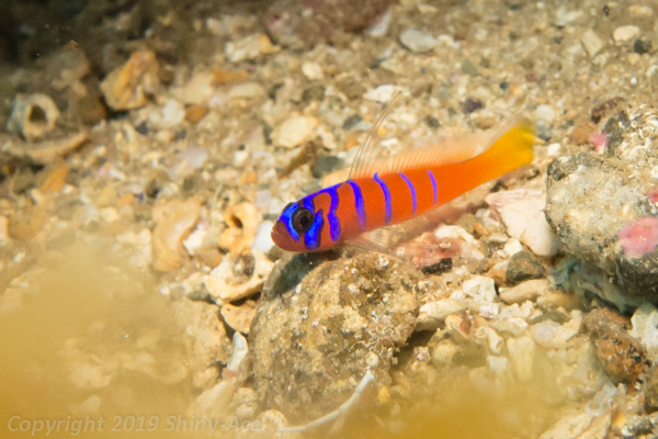 Bluebanded goby
