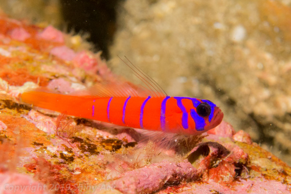 Bluebanded goby