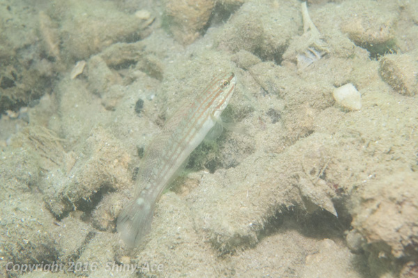 Buan goby