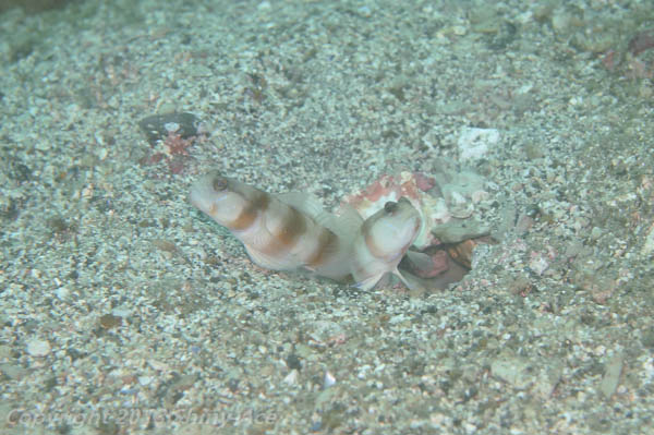Japanese shrimp goby