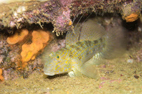 Filamented sand goby
