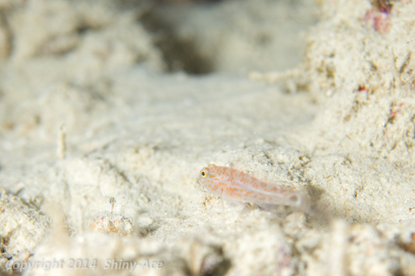 Orange-spotted goby