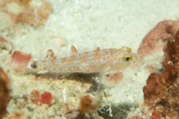 Orange-spotted goby