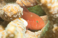 fivelined coral goby