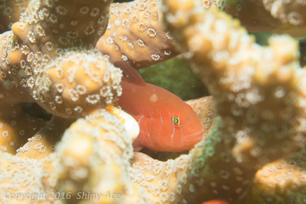 fivelined coral goby