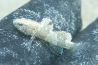 Pacific goby