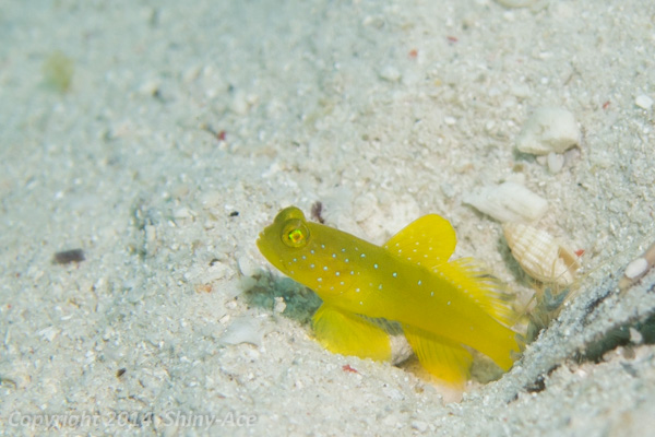 Yellow prawn-goby