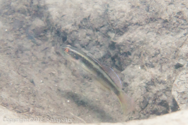 Flagfin goby