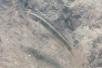 Flagfin goby
