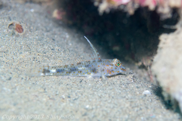Innerspotted sand goby