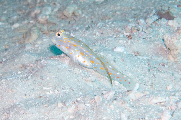 Tangaroa shrimp goby