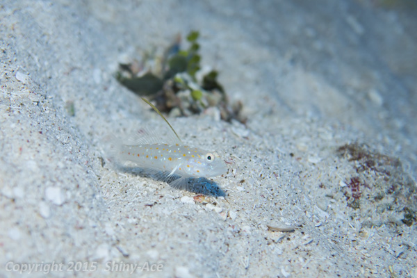 Tangaroa shrimp goby