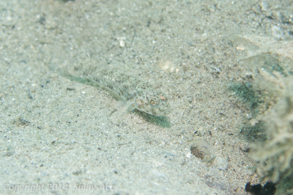 Gobiidae sp.4