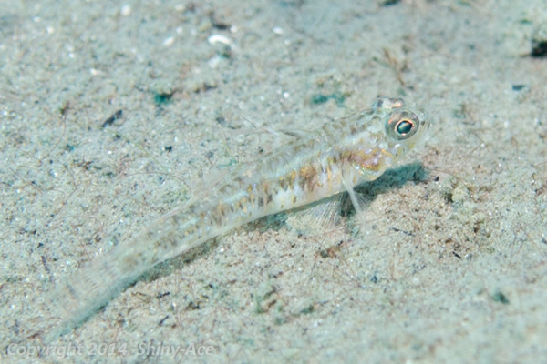 Gobiidae sp.5