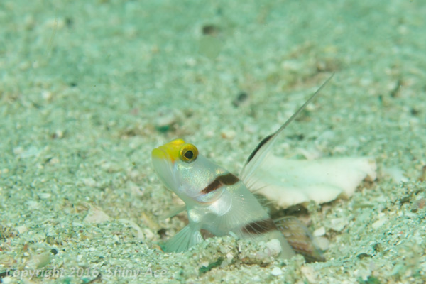 Filament-finned prawn-goby
