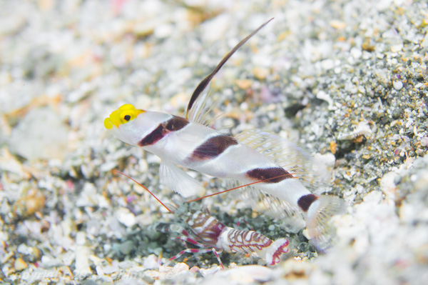 Filament-finned prawn-goby