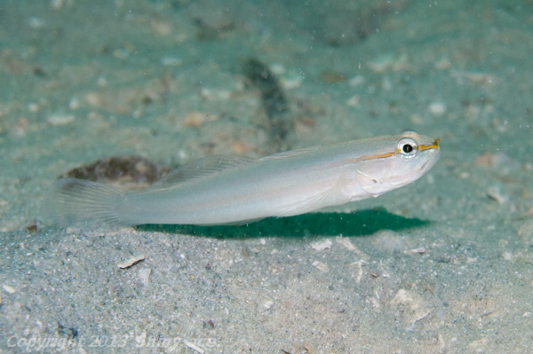 Nocturn goby
