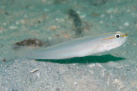 Nocturn goby