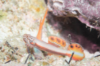 Spikefin goby