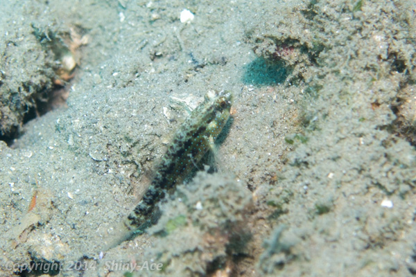 Starry goby